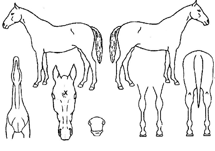 ����ű���� ����,���,�޸�,�λ�,�ٸ��� Ư¡����