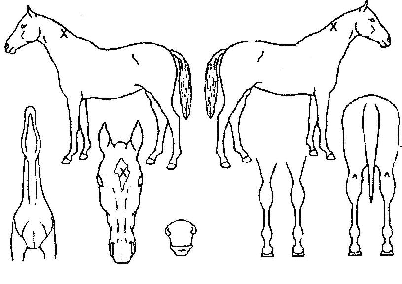 ½ºÆ®·¯Æ®¶ó¿îµåÀÇ Ãø¸é,¿ì¸é,µÞ¸é,µÎ»ó,´Ù¸®ÀÇ Æ¯Â¡µµÇØ