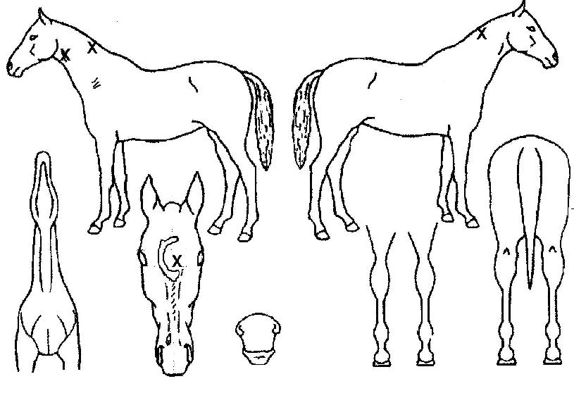 »çÄí¼¼Ã÷ÇÇÃ÷ÀÇ Ãø¸é,¿ì¸é,µÞ¸é,µÎ»ó,´Ù¸®ÀÇ Æ¯Â¡µµÇØ