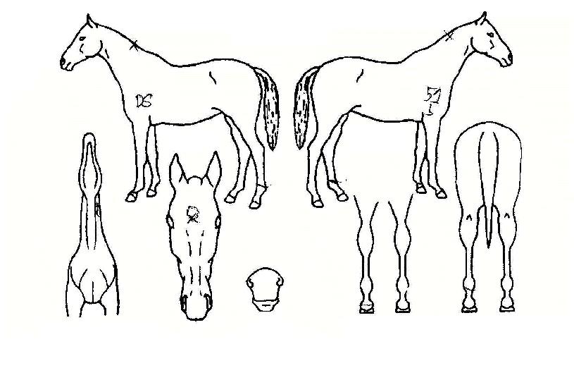 ±Û·Î¹úÁ¤»óÀÇ Ãø¸é,¿ì¸é,µÞ¸é,µÎ»ó,´Ù¸®ÀÇ Æ¯Â¡µµÇØ