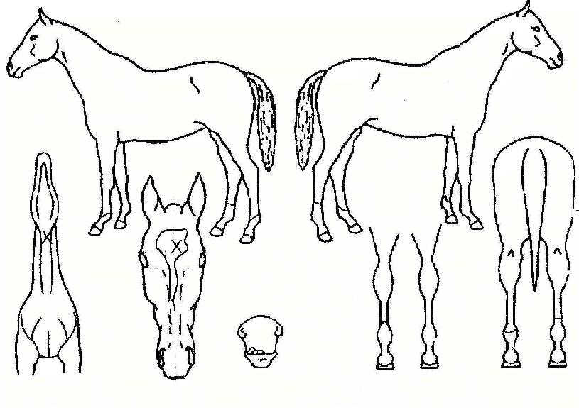 ·¹À̵ð´ëóÀÇ Ãø¸é,¿ì¸é,µÞ¸é,µÎ»ó,´Ù¸®ÀÇ Æ¯Â¡µµÇØ