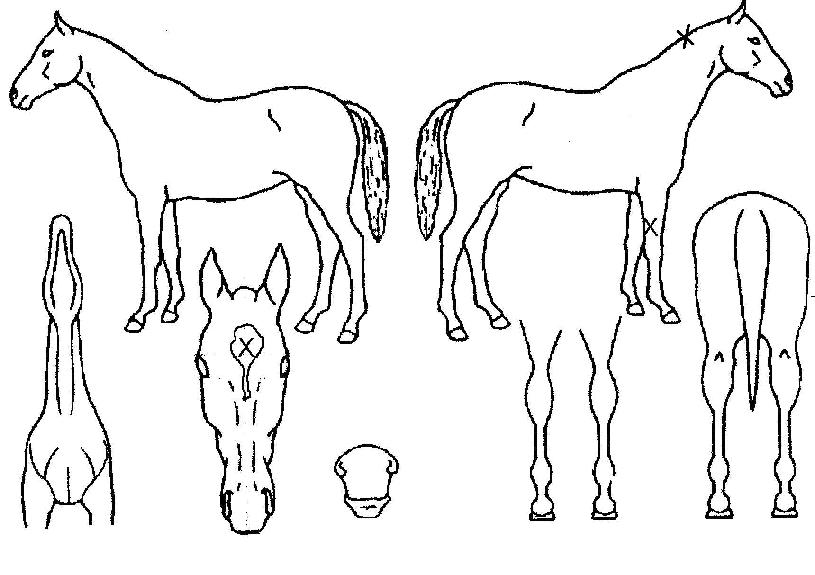 ������Ʋ����Ĺ�� ����,���,�޸�,�λ�,�ٸ��� Ư¡����