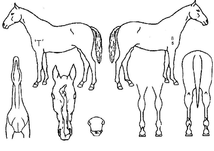 ƼÆÄ´ÏÀDzÞÀÇ Ãø¸é,¿ì¸é,µÞ¸é,µÎ»ó,´Ù¸®ÀÇ Æ¯Â¡µµÇØ