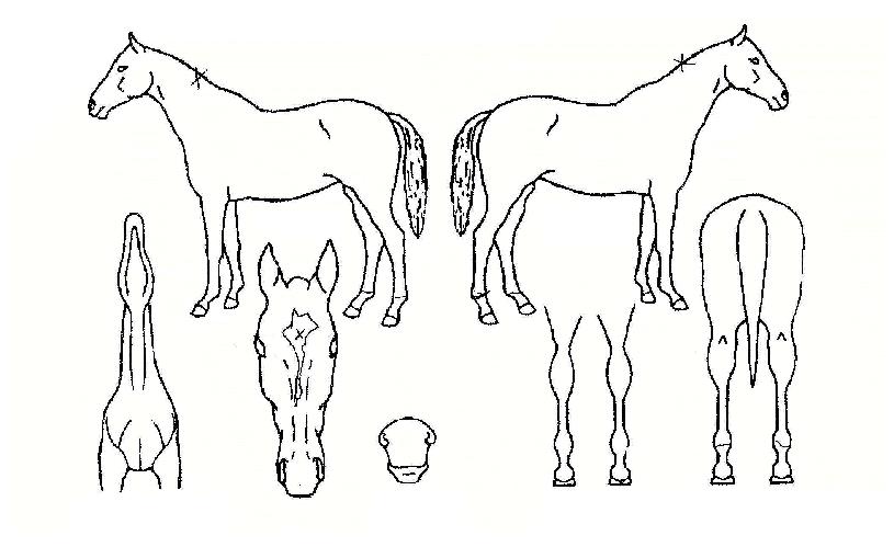 �����ְ��� ����,���,�޸�,�λ�,�ٸ��� Ư¡����