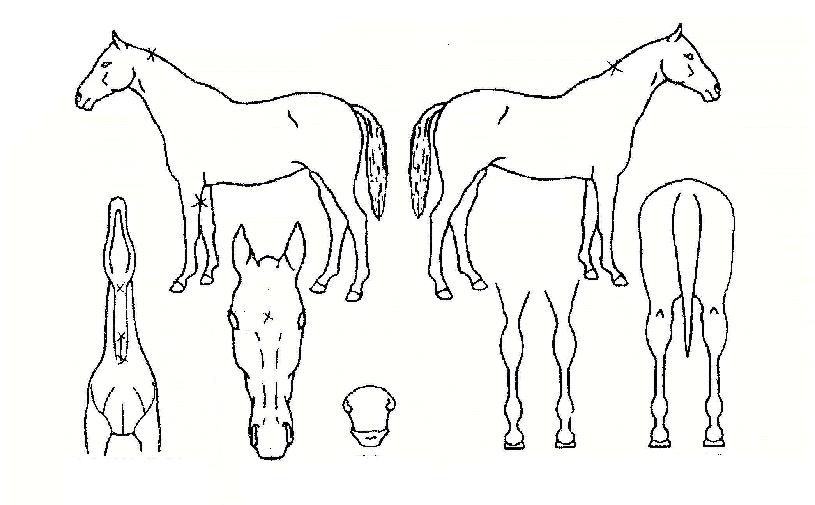 µôµôÀÚ¸¶ÀÇ Ãø¸é,¿ì¸é,µÞ¸é,µÎ»ó,´Ù¸®ÀÇ Æ¯Â¡µµÇØ