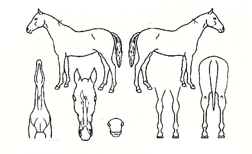 ��Ÿ�� ����,���,�޸�,�λ�,�ٸ��� Ư¡����