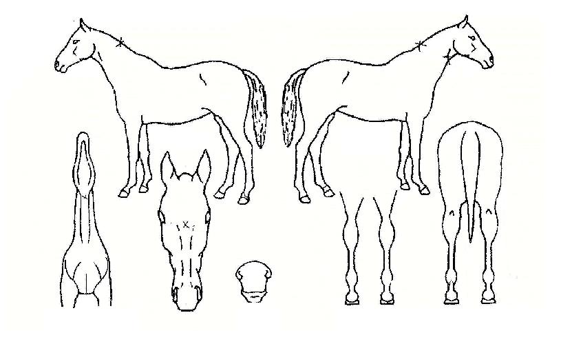 °í°í¾ÅÀÇ Ãø¸é,¿ì¸é,µÞ¸é,µÎ»ó,´Ù¸®ÀÇ Æ¯Â¡µµÇØ