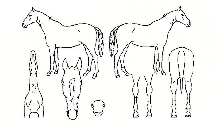 µ¸º¸¿©ÀÇ Ãø¸é,¿ì¸é,µÞ¸é,µÎ»ó,´Ù¸®ÀÇ Æ¯Â¡µµÇØ