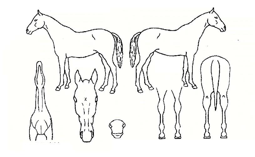 �����ѹ��� ����,���,�޸�,�λ�,�ٸ��� Ư¡����