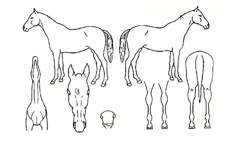 ÇÔ¼ºÀǹ°°áÀÇ Ãø¸é,¿ì¸é,µÞ¸é,µÎ»ó,´Ù¸®ÀÇ Æ¯Â¡µµÇØ