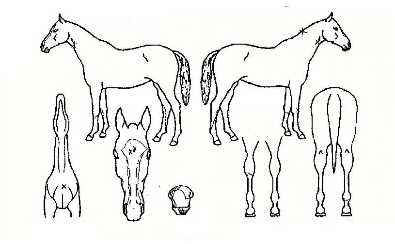 À§±â±Øº¹ÀÇ Ãø¸é,¿ì¸é,µÞ¸é,µÎ»ó,´Ù¸®ÀÇ Æ¯Â¡µµÇØ