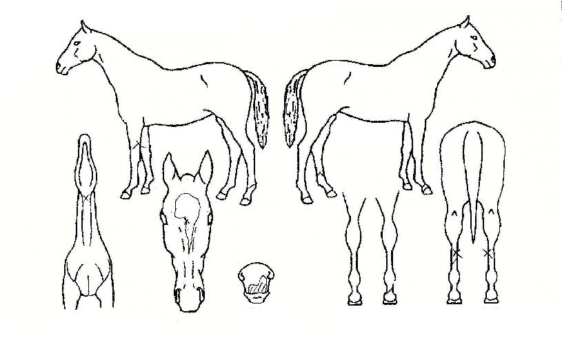 ¶¯ÃÊÀÇ Ãø¸é,¿ì¸é,µÞ¸é,µÎ»ó,´Ù¸®ÀÇ Æ¯Â¡µµÇØ