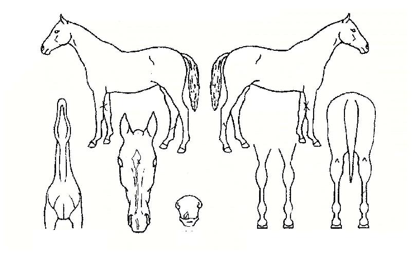 �����̵�īƼ�ڸ��� ����,���,�޸�,�λ�,�ٸ��� Ư¡����