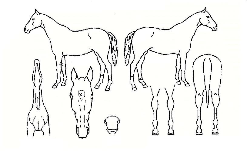 ÇÏÀÌŬ·¡½ºÀÇ Ãø¸é,¿ì¸é,µÞ¸é,µÎ»ó,´Ù¸®ÀÇ Æ¯Â¡µµÇØ