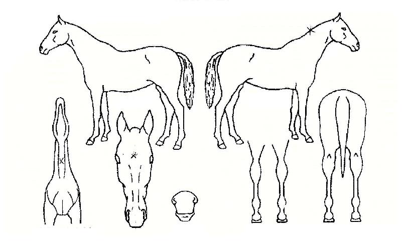 ���������� ����,���,�޸�,�λ�,�ٸ��� Ư¡����