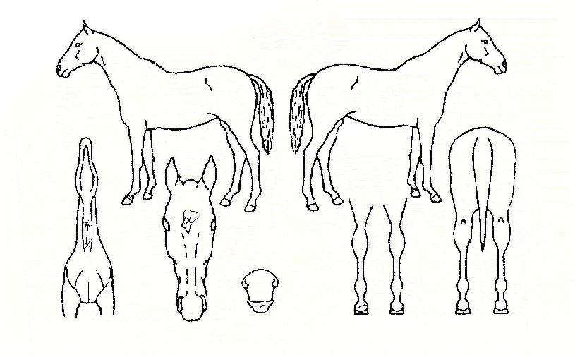 ���ﰩ���� ����,���,�޸�,�λ�,�ٸ��� Ư¡����