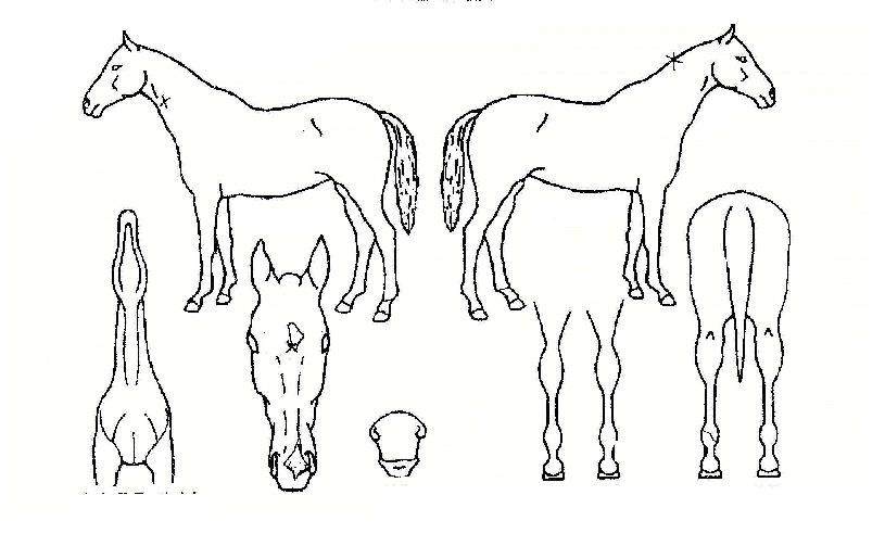 Ȧ�����ڸ��� ����,���,�޸�,�λ�,�ٸ��� Ư¡����