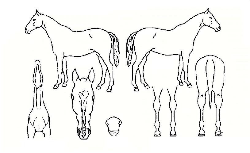 ���ؿ����� ����,���,�޸�,�λ�,�ٸ��� Ư¡����