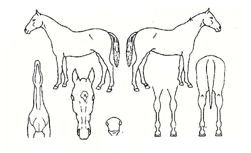 �����ǿ����� ����,���,�޸�,�λ�,�ٸ��� Ư¡����