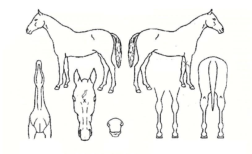 ÆÈ°¢¸ðÀÇ Ãø¸é,¿ì¸é,µÞ¸é,µÎ»ó,´Ù¸®ÀÇ Æ¯Â¡µµÇØ