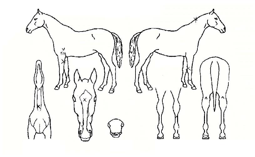 ´ë»êÈñ¸ÁÀÇ Ãø¸é,¿ì¸é,µÞ¸é,µÎ»ó,´Ù¸®ÀÇ Æ¯Â¡µµÇØ