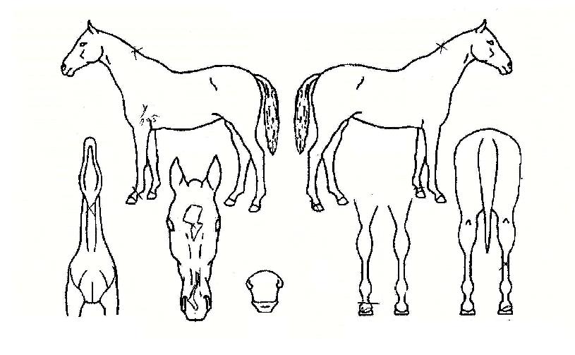 ���������� ����,���,�޸�,�λ�,�ٸ��� Ư¡����