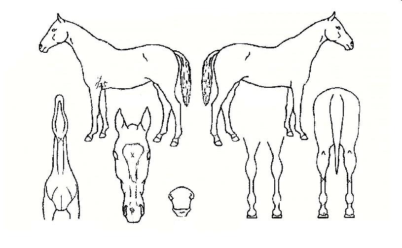 À̽´¸ÞÀÌÄ¿ÀÇ Ãø¸é,¿ì¸é,µÞ¸é,µÎ»ó,´Ù¸®ÀÇ Æ¯Â¡µµÇØ