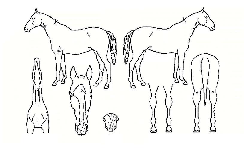 ¿ÃºêÀÌÀÇ Ãø¸é,¿ì¸é,µÞ¸é,µÎ»ó,´Ù¸®ÀÇ Æ¯Â¡µµÇØ