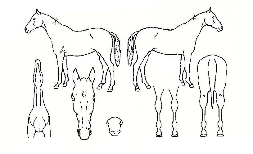 ¿À·Î¶óÀÇ Ãø¸é,¿ì¸é,µÞ¸é,µÎ»ó,´Ù¸®ÀÇ Æ¯Â¡µµÇØ