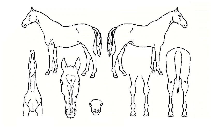 ����ƮŸ�̰��� ����,���,�޸�,�λ�,�ٸ��� Ư¡����