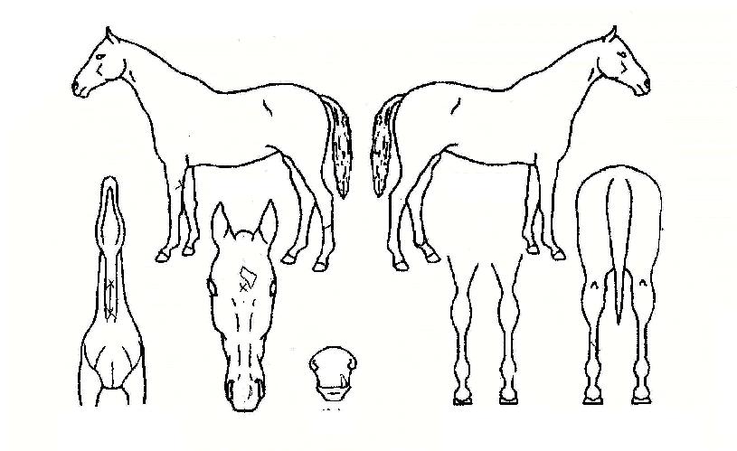 ��Ƽ��Ʈ�� ����,���,�޸�,�λ�,�ٸ��� Ư¡����