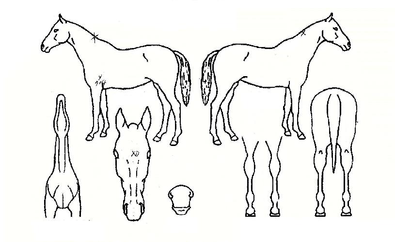 �������� ����,���,�޸�,�λ�,�ٸ��� Ư¡����