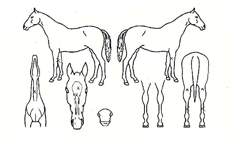 ¹®ÇÁ¸°¼¼½ºÀÇ Ãø¸é,¿ì¸é,µÞ¸é,µÎ»ó,´Ù¸®ÀÇ Æ¯Â¡µµÇØ