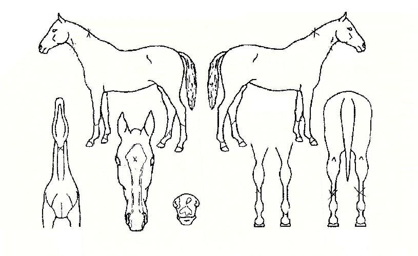 ijÇǶóÀÌ¡ÀÇ Ãø¸é,¿ì¸é,µÞ¸é,µÎ»ó,´Ù¸®ÀÇ Æ¯Â¡µµÇØ