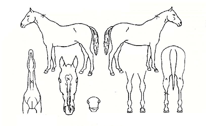 Å¿츮ÀÇ Ãø¸é,¿ì¸é,µÞ¸é,µÎ»ó,´Ù¸®ÀÇ Æ¯Â¡µµÇØ