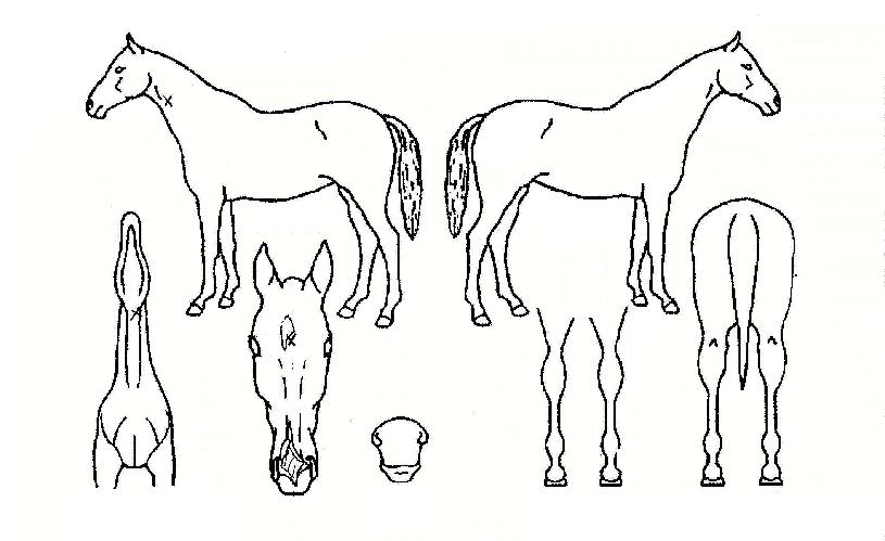 Çø®Áîµ·ÆÛ´Ï½Ã¹ÌÀÚ¸¶ÀÇ Ãø¸é,¿ì¸é,µÞ¸é,µÎ»ó,´Ù¸®ÀÇ Æ¯Â¡µµÇØ