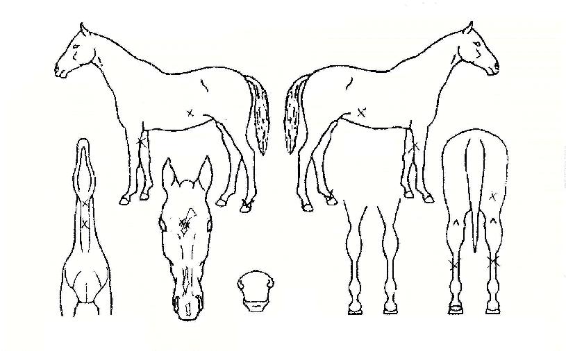 ¸®ÅϸÅÄ¡ÀÇ Ãø¸é,¿ì¸é,µÞ¸é,µÎ»ó,´Ù¸®ÀÇ Æ¯Â¡µµÇØ