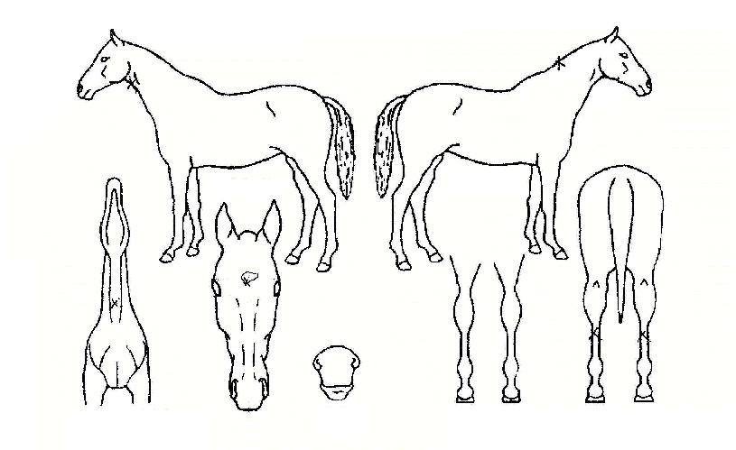 À½¼ÓÀü¼³ÀÇ Ãø¸é,¿ì¸é,µÞ¸é,µÎ»ó,´Ù¸®ÀÇ Æ¯Â¡µµÇØ