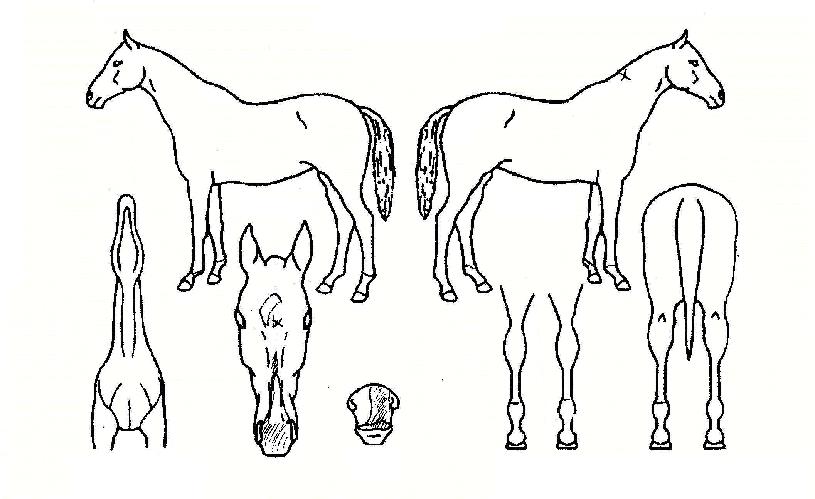 Á¤»óÀå¾ÇÀÇ Ãø¸é,¿ì¸é,µÞ¸é,µÎ»ó,´Ù¸®ÀÇ Æ¯Â¡µµÇØ