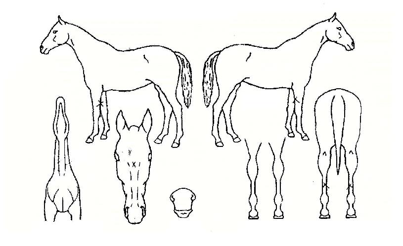 ���ٶ��� ����,���,�޸�,�λ�,�ٸ��� Ư¡����