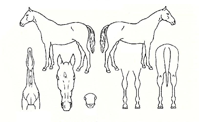 ������� ����,���,�޸�,�λ�,�ٸ��� Ư¡����