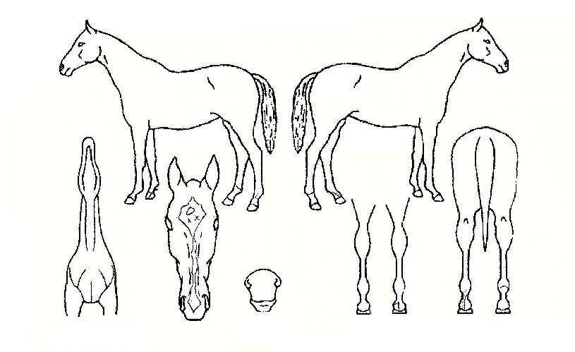 �������� ����,���,�޸�,�λ�,�ٸ��� Ư¡����