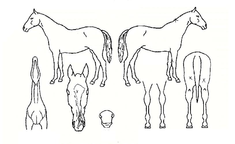 ºÓÀºÇØÀÇ Ãø¸é,¿ì¸é,µÞ¸é,µÎ»ó,´Ù¸®ÀÇ Æ¯Â¡µµÇØ