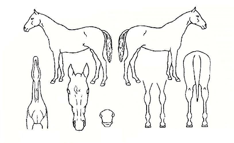 °È£ÃÖ°íÀÇ Ãø¸é,¿ì¸é,µÞ¸é,µÎ»ó,´Ù¸®ÀÇ Æ¯Â¡µµÇØ