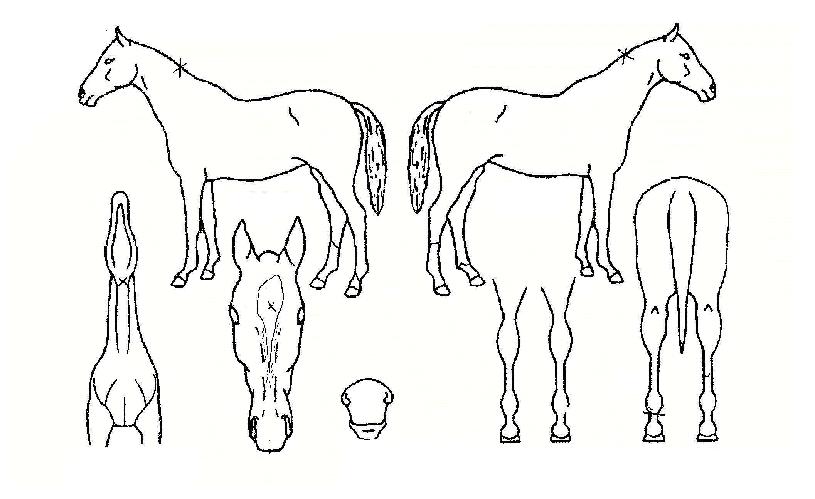 ·°Å°À©ÀÇ Ãø¸é,¿ì¸é,µÞ¸é,µÎ»ó,´Ù¸®ÀÇ Æ¯Â¡µµÇØ