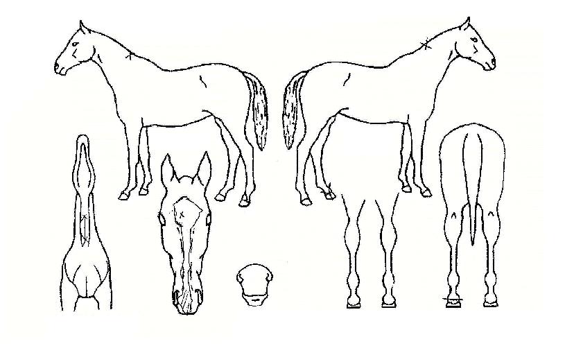 ±×·£µå·¯ºêÀÇ Ãø¸é,¿ì¸é,µÞ¸é,µÎ»ó,´Ù¸®ÀÇ Æ¯Â¡µµÇØ