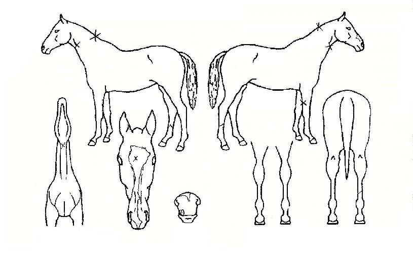 ��꿩���� ����,���,�޸�,�λ�,�ٸ��� Ư¡����