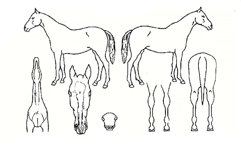 ���ϴ���� ����,���,�޸�,�λ�,�ٸ��� Ư¡����