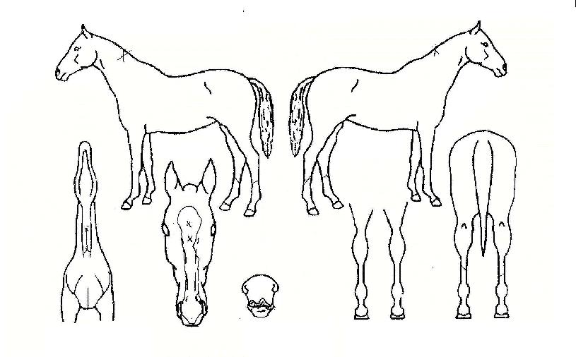 ¾Ø±×·¹À̽ºÀÚ¸¶ÀÇ Ãø¸é,¿ì¸é,µÞ¸é,µÎ»ó,´Ù¸®ÀÇ Æ¯Â¡µµÇØ