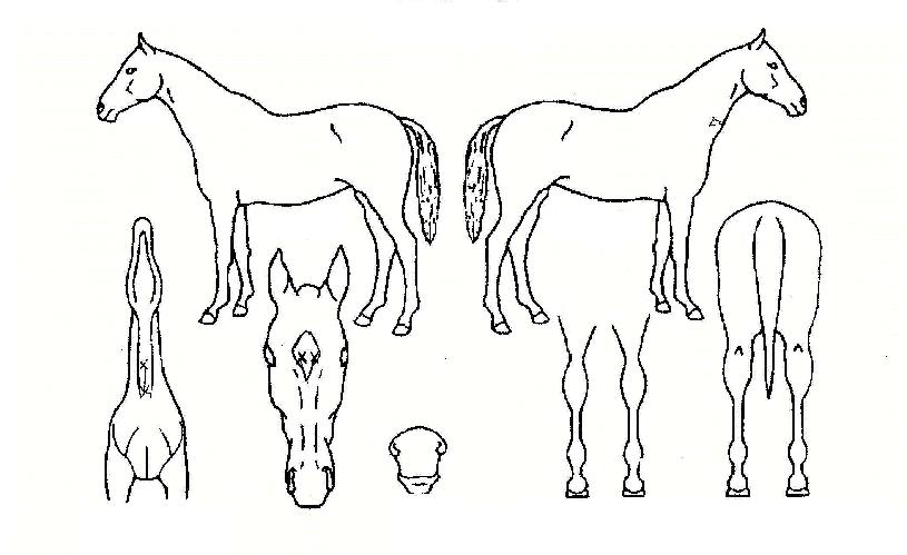 ³ªÀÇÃູÀÇ Ãø¸é,¿ì¸é,µÞ¸é,µÎ»ó,´Ù¸®ÀÇ Æ¯Â¡µµÇØ